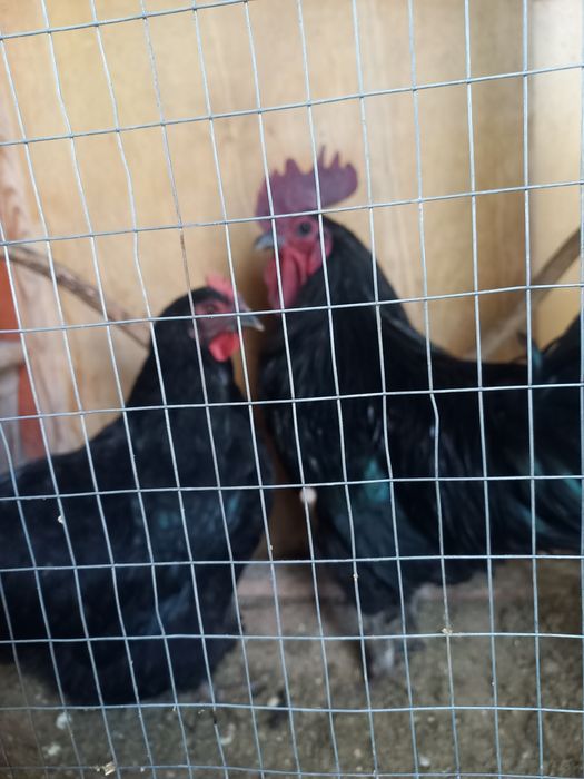 Хуроз товук сотилади.