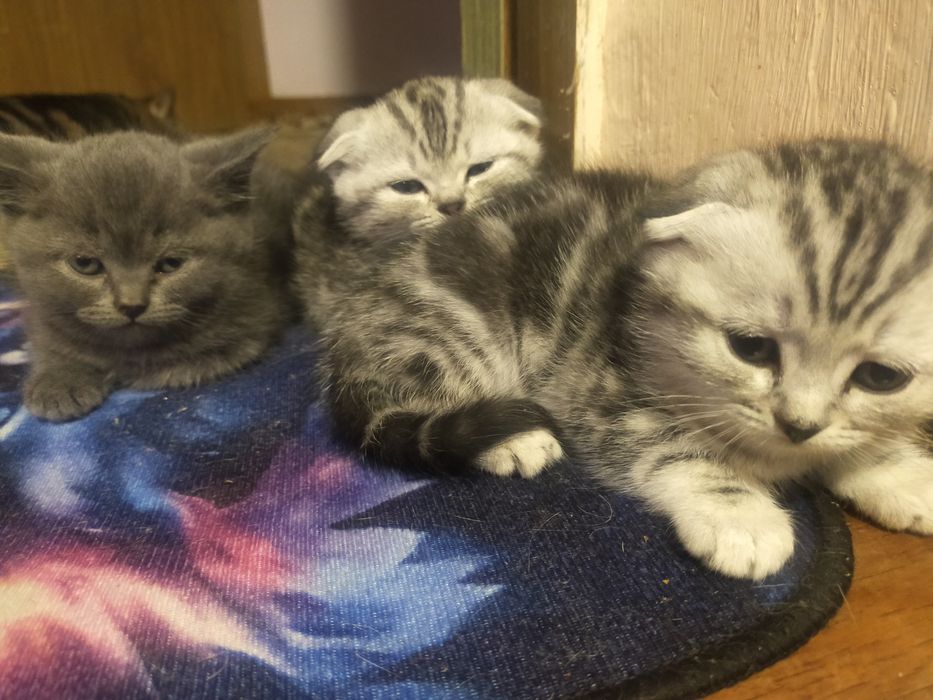 Продам котят скотиш страйт