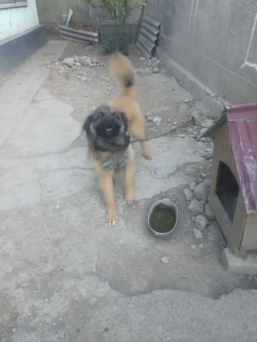 Собака-Дворняшка