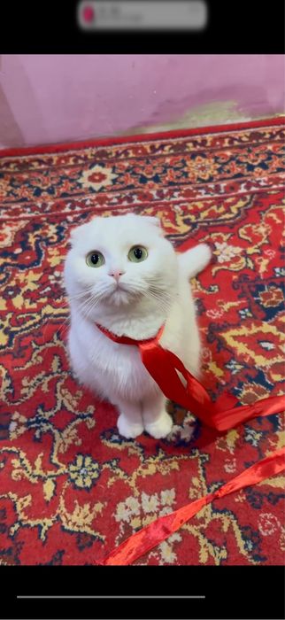 Шотландский вислоухая кошка 2 годик за 200$