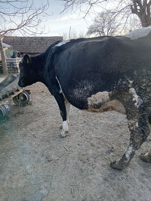 Vând 4 vaci în Ștefănești,Călărași