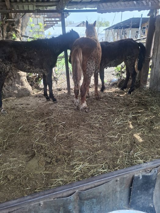 Жорга Жабағылар сатылады