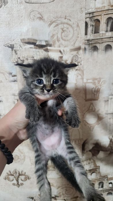Отдам котят  в хорошие руки