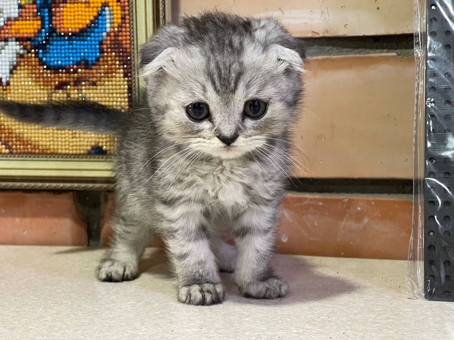 Котята скотиш страйт и фолд