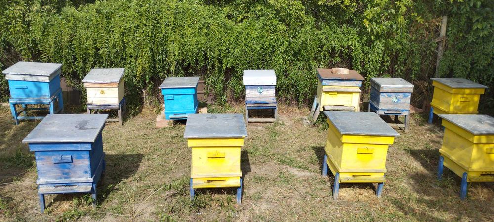 Продавам кошери дадан блат 10 и 12 рамкови