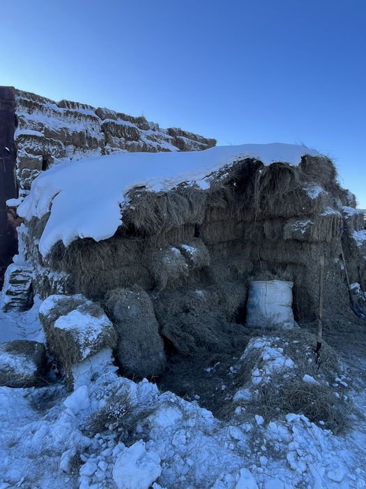 Прес шөп сатылады