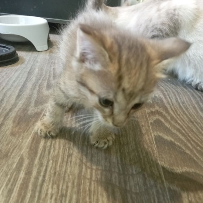 Милые кошечки 2 мес