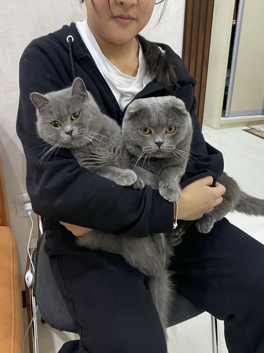 Котята читокровные скотиш страйт свои, только в добрые руки