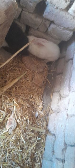 Кролики и Крольчихи, quyonlar urgochlar va erkaklar