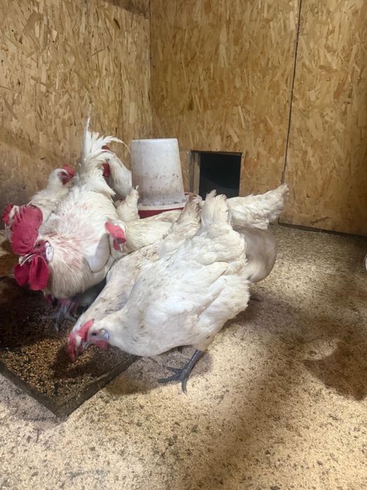 Продам семью Брессгальская 5+1