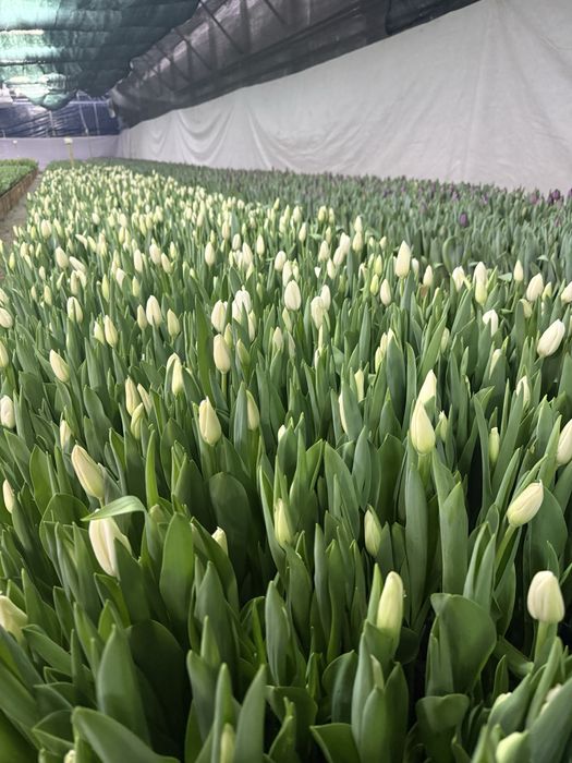 Минимальная цена тюльпаны оптом/розница