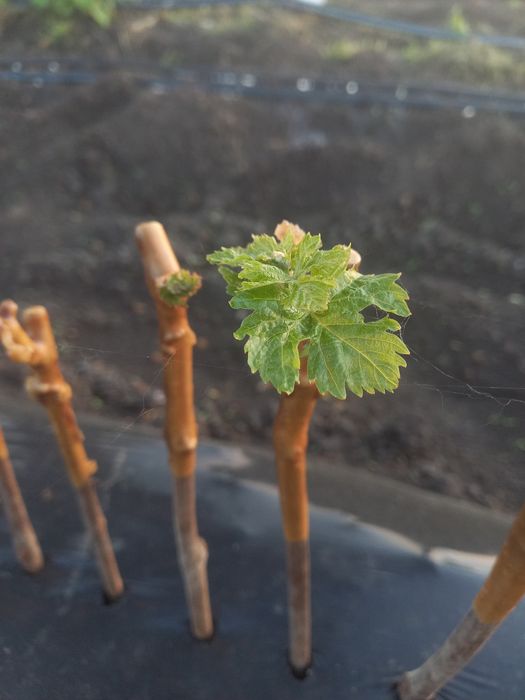 Butasi vita de vie anul 2 și anul 3