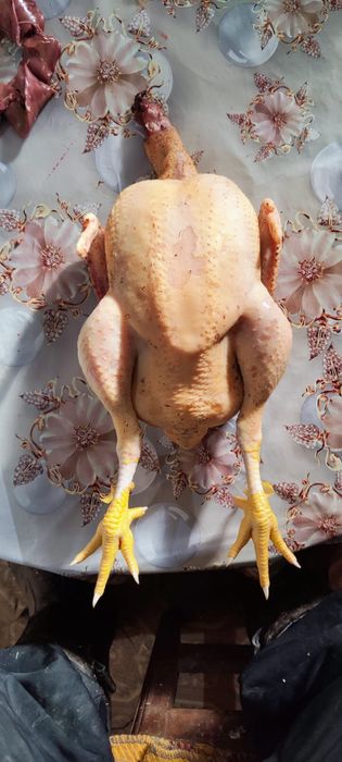 домашняя курочка