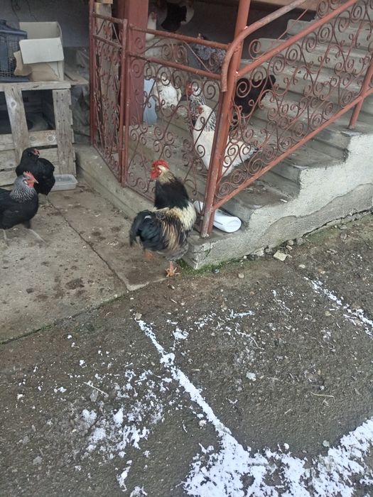 Cocoș de anul trecut