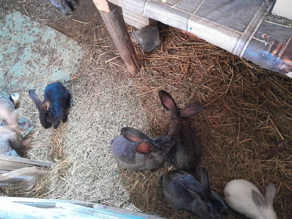 Iepuri urias  german și urias de Transilvania