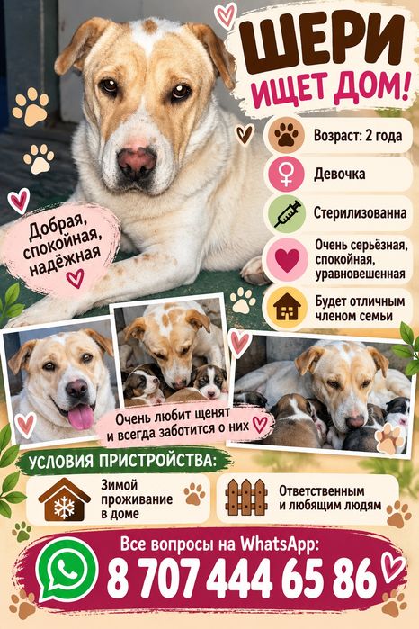 Шери ищет дом, отдам в хорошие руки