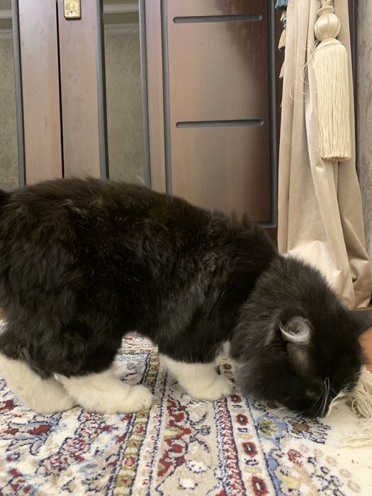 mushuk chiroyli muwuk