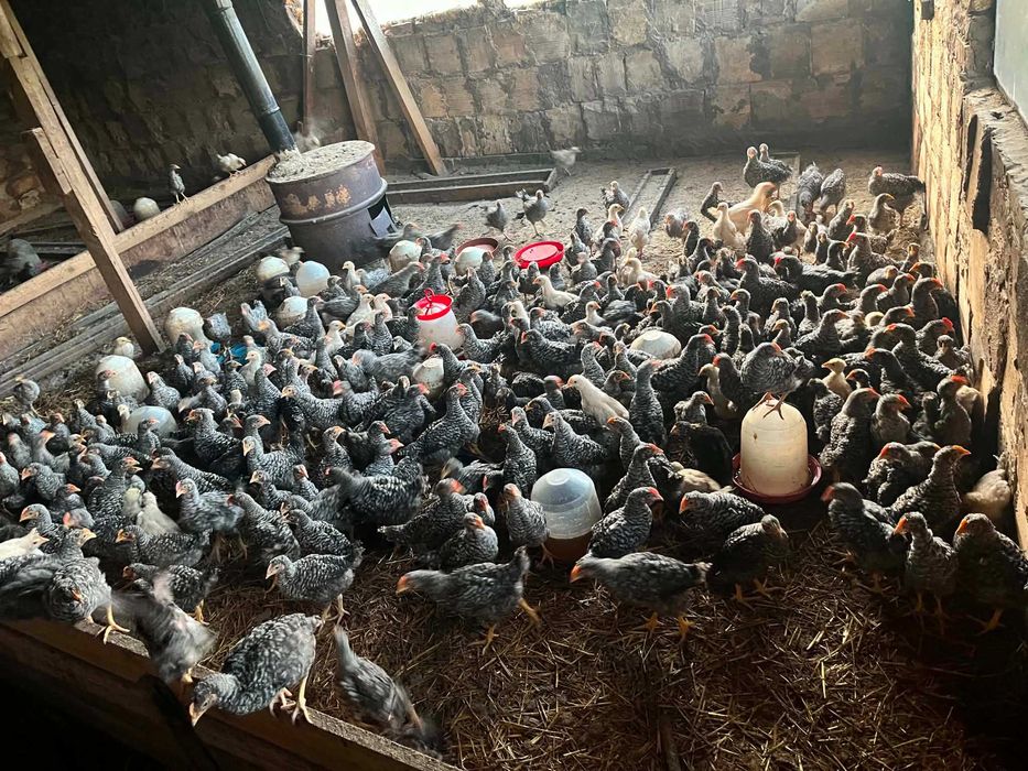 Пиленцата са на 2 месеца