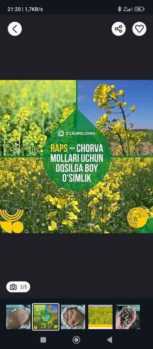 Raps shiroti sifatli