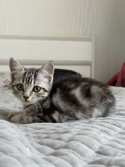 Котенок в хорошие руки