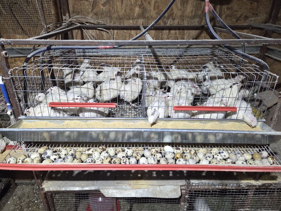 Cusca prepelite pentru 50 buc