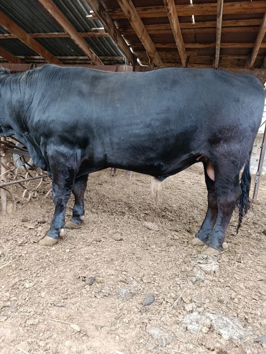 Говядина, бычек 2 года, откормленый