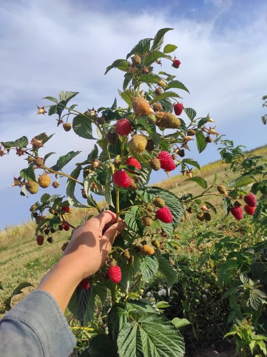 Супер Акция!Малина Маравила, Полонез ,Полька ,Полана олий сортлар