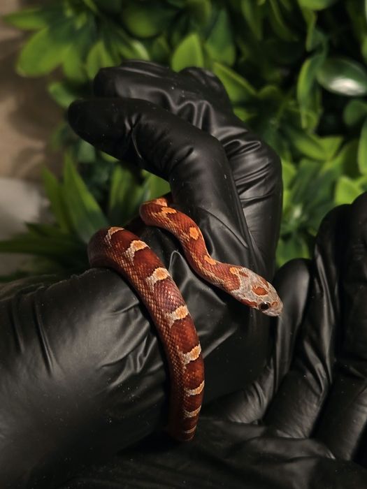Маисовые полозы морфы blood red