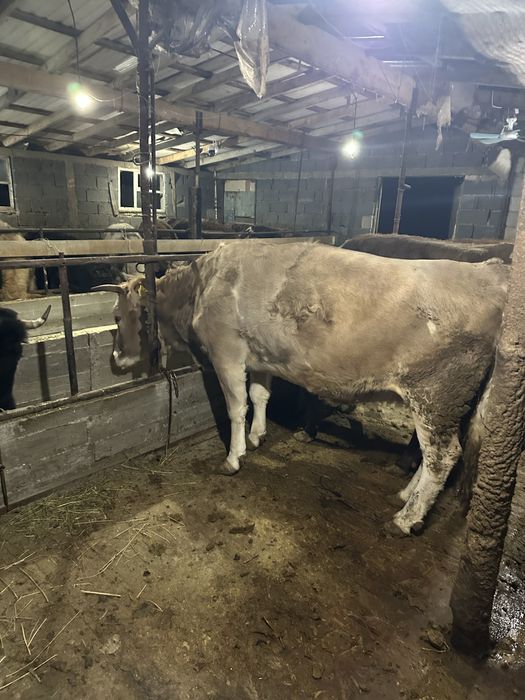 Семіз сиырлар сатылады