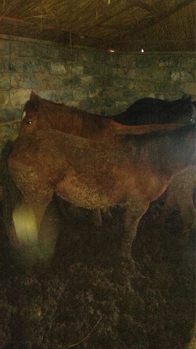 Откорм жылкы  6 бас бар семіз 2 ай