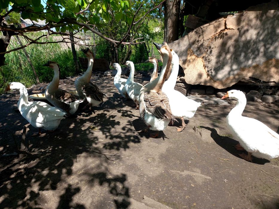 Boboci de gasca, foarte buna outoare
