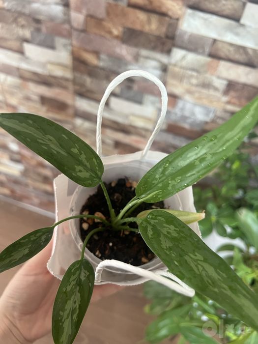 Цена за все Зензи, Стендапсус екзотика, Аглаонема мариа, Фикус,Епипрем
