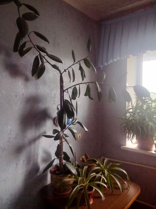 Комнатные растения