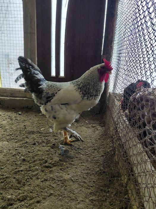 Қораз Петух 5 айлық