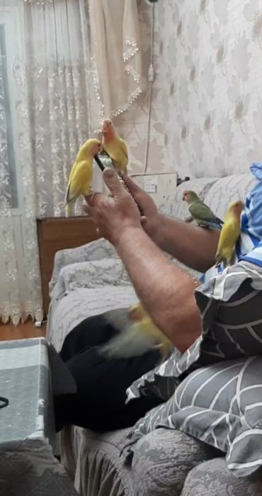 Ручные попугаи неразлучники