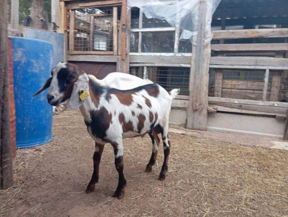 Продам козы цена договорная