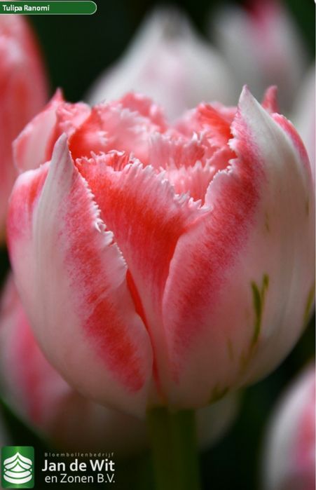 Тюльпаны из теплицы в Караганде к 8 марта