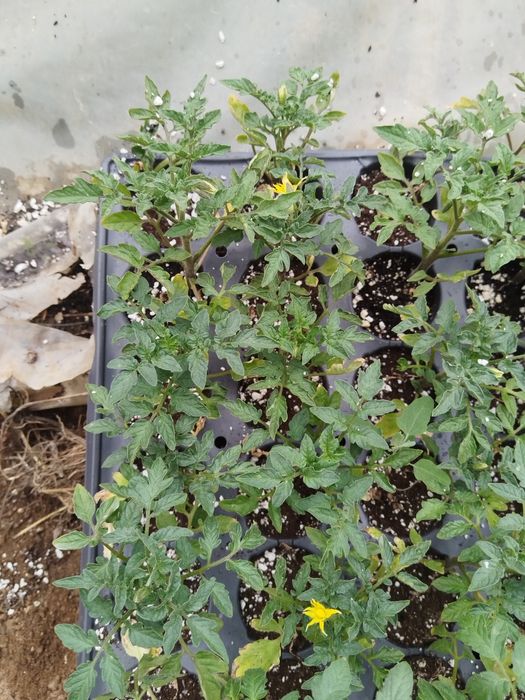 Разсад от Родопите – здрав и устойчив отгледан на над  900м