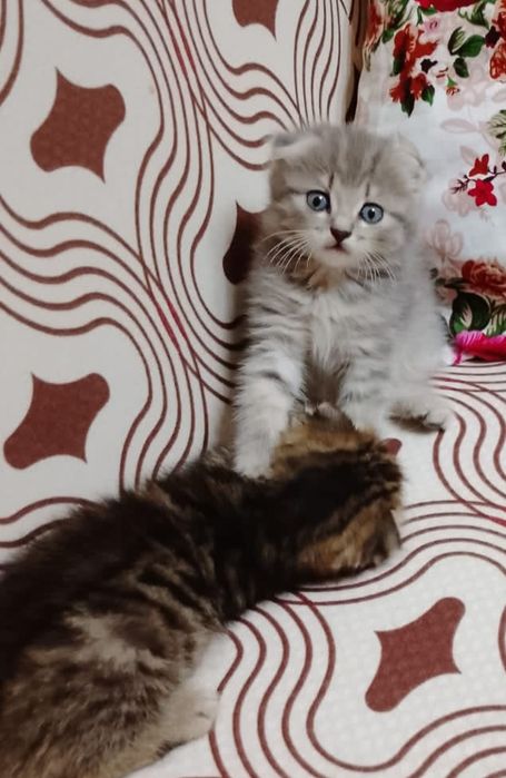 Вислоухие котята мальчики и девочка