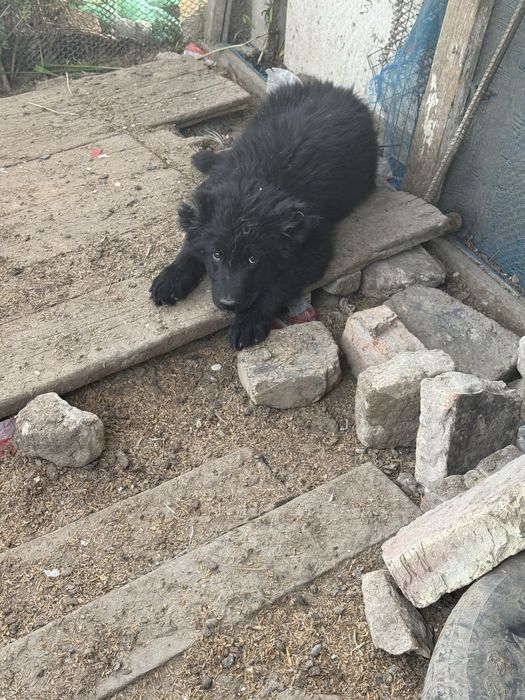 Кушиктер сатылады