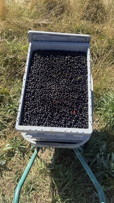 Fructe Aronia proaspete – recoltă 2026 – direct de la producător
