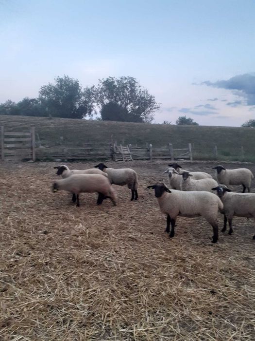 Mieluțe si berbeci de vânzare