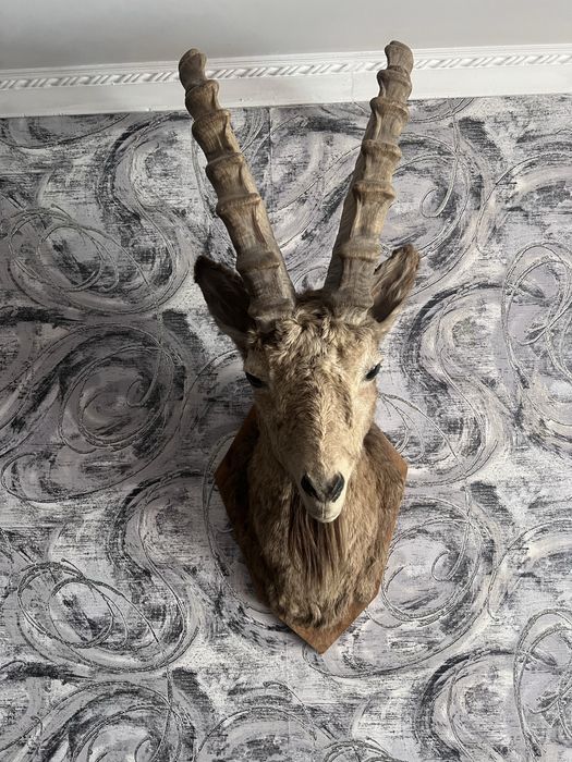 Козерог горного козла