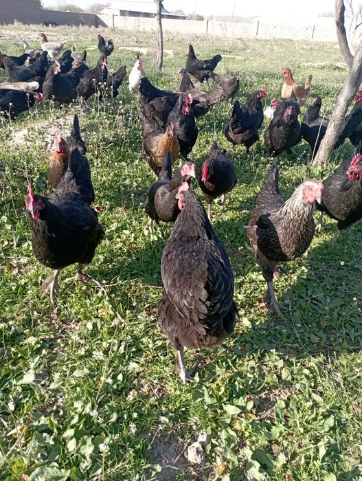 damashni tuxumga zakas olamiz  2500 sum