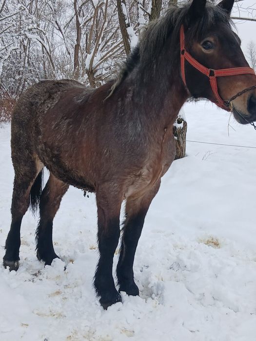 Vând  mnza de  10 luni  din  cai ferate  buni mnza este  cuminte