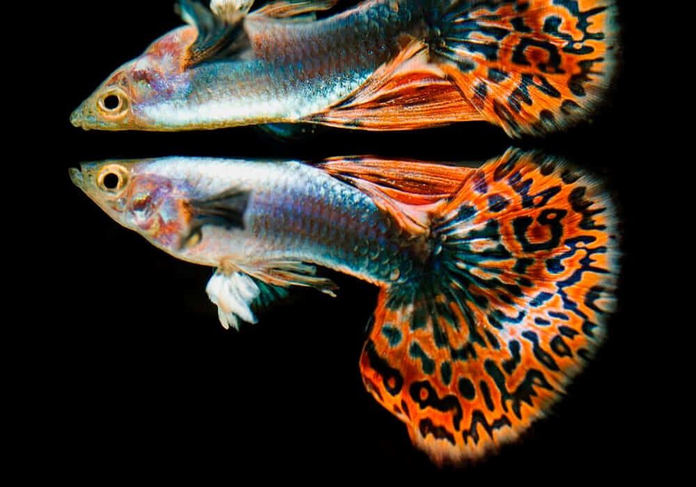 Гуппи Дамбо Мозаика