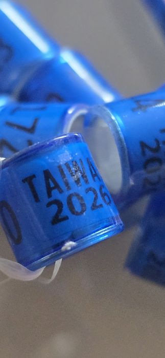 Inele porumbei Taiwan 2026