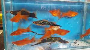 Pesti de Acvariu  Xifo , Platy SI Guppy