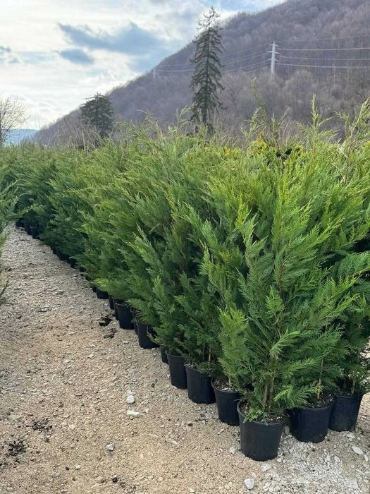 Mesteceni Variați ca Dimensiune – Aspect Natural în Grădina Ta