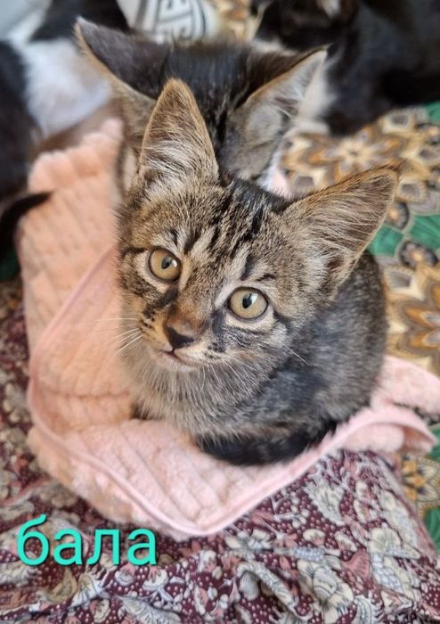 Котята бесплатно